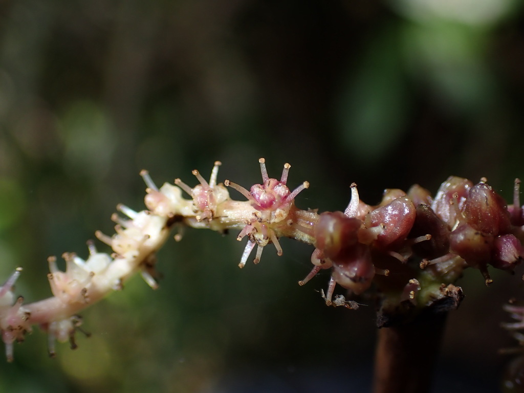Aponogeton bernierianus