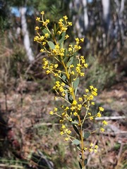 Acacia buxifolia