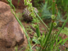 Rumex hastatulus