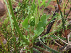 Rumex hastatulus