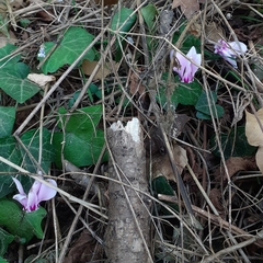 Cyclamen hederifolium