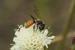 Andrena marginata