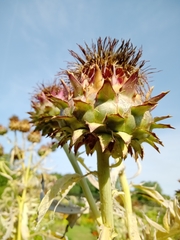 Cynara cardunculus