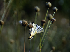 Iphiclides podalirius