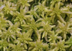Subsecunda