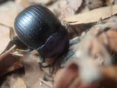 Accanthopus velikensis