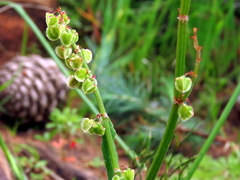 Rumex hastatulus