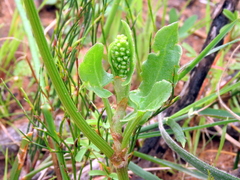 Rumex hastatulus