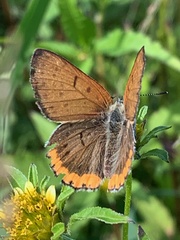 Tharsalea hyllus