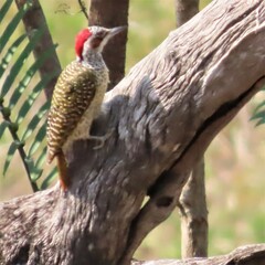 Campethera bennettii