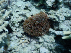 Entacmaea quadricolor