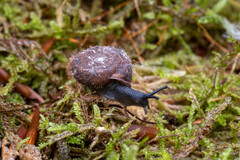 Helicodonta obvoluta