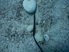 Syngnathidae