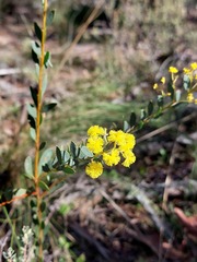 Acacia buxifolia