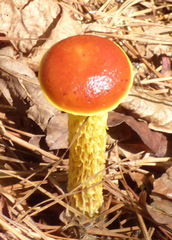 Aureoboletus betula