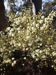 Acacia genistifolia