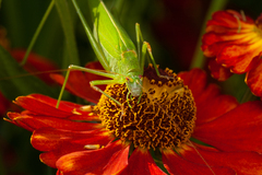 Phaneroptera falcata