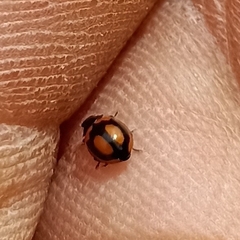 Coccinellidae