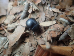 Accanthopus velikensis
