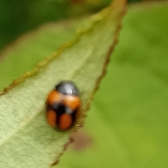 Coccinellidae