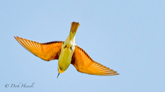 Merops apiaster