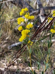 Acacia buxifolia