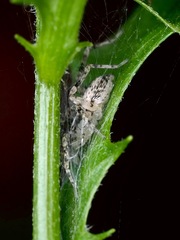 Anyphaena