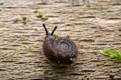 Helicodonta obvoluta