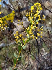 Acacia buxifolia