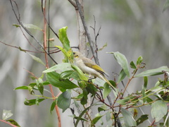 Ptilotula fusca