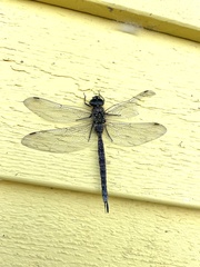 Aeshna umbrosa