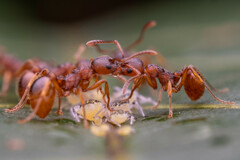 Myrmica ruginodis