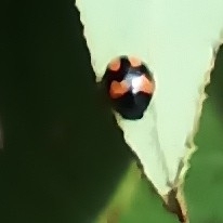 Coccinellidae