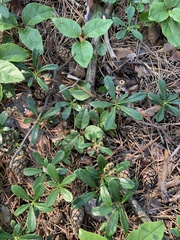 Chimaphila umbellata