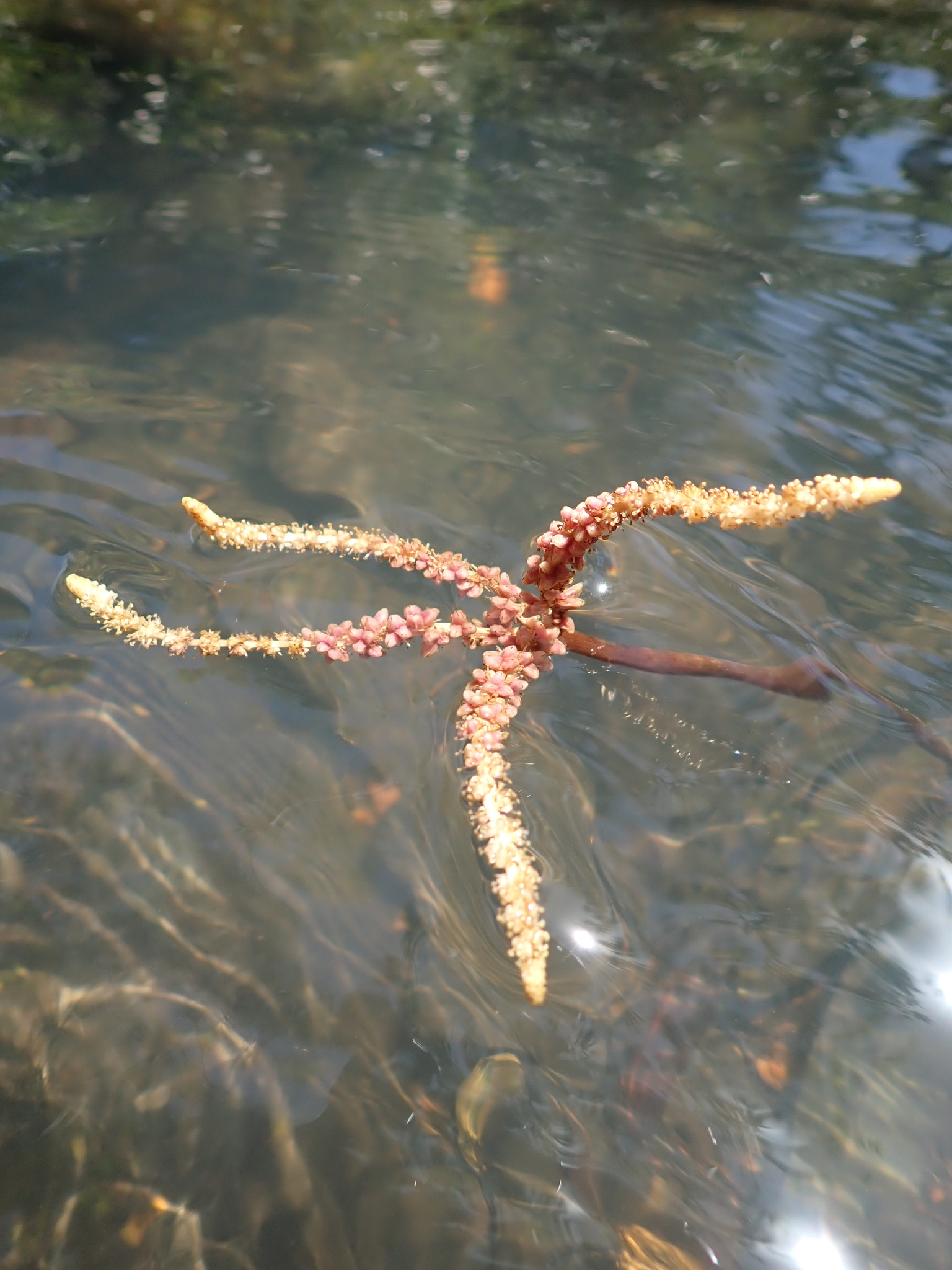 Aponogeton bernierianus
