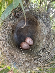 Manorina melanocephala