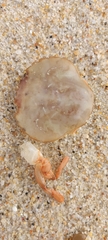 Polybius henslowii