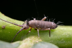 Pogonognathellus longicornis