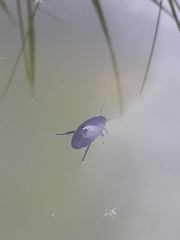 Agabinae