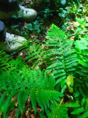 Polystichum setiferum