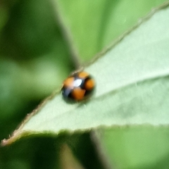 Coccinellidae