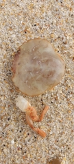 Polybius henslowii