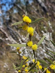 Acacia lanigera