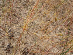 Cuscuta campestris