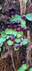 Corybas grumulus