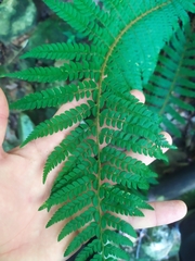 Polystichum setiferum