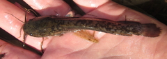 Clarias ngamensis