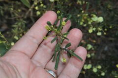 Acacia aspera