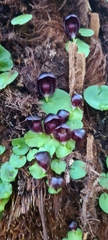 Corybas grumulus