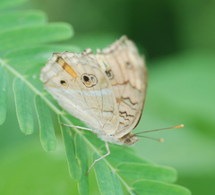 Junonia almana